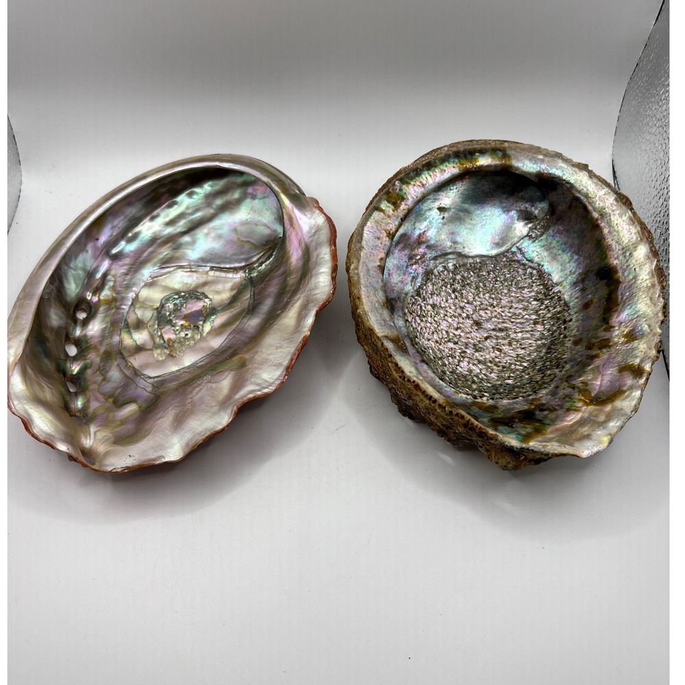 Natural Abalone Shells 2pc Set 5-6in Iridescent Mother of Pearl Coastal Decor